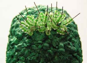 korálek cactus_6