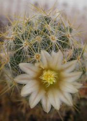 kaktusy pěstování a péče