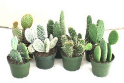 kaktus opuncja
