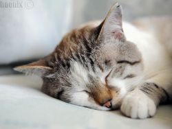 Калцијевоза код мачака - симптоми1