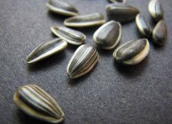 sjemenke suncokreta