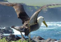 Галапагосский альбатрос на мысе Суарес