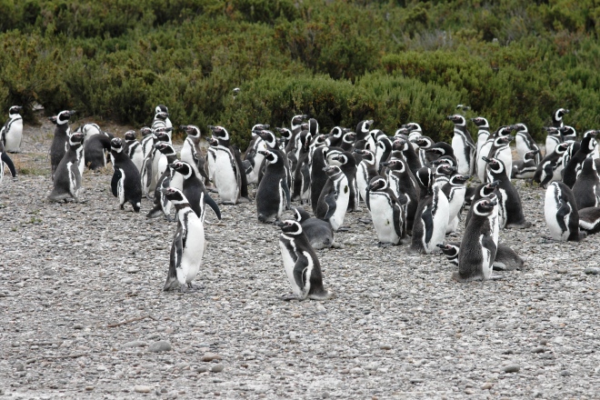 Магеллановы пингвины в парке