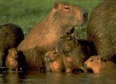 capybara prase