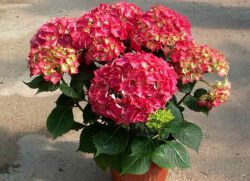 Briga za vrtni hidrangea 4