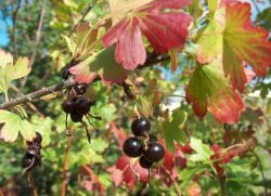 грижи за френско грозде през есента
