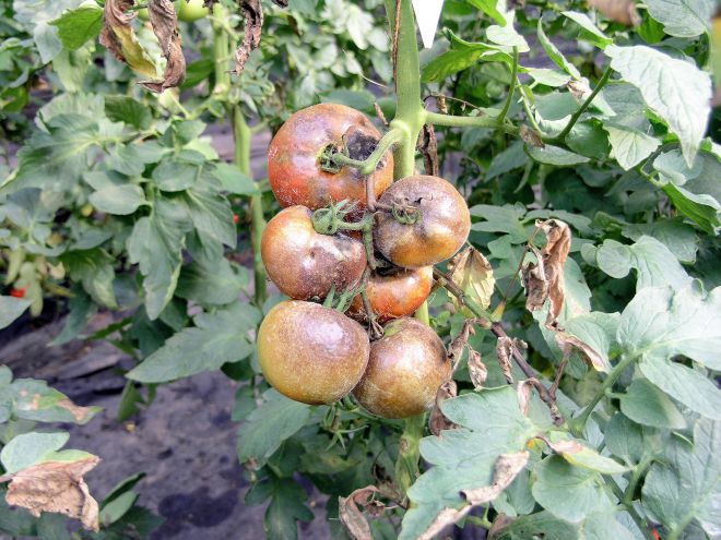Болезни помидоров в открытом грунте