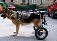 Wózek dla psów8