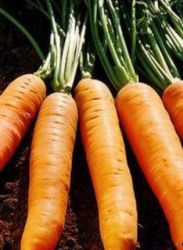 морков сорт nandrin