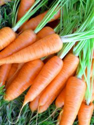 подготовка на семена от моркови за сеитба