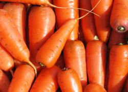 морков kuroda shantane