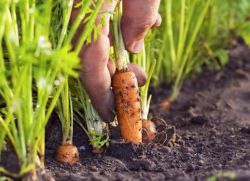 Kako rastu mrkvu na otvorenom