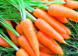 благоприятни свойства на моркови и противопоказания