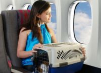 Ношење пса на авиону 1