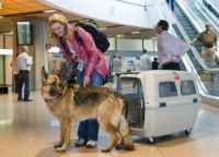 Носенето на кучето в самолета 4