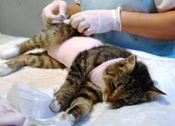 zotavení kočky po sterilizaci