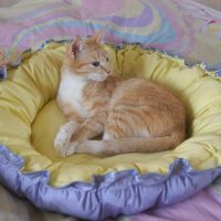 мачка кревети 2