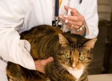 Zapobieganie dżumie u kotów