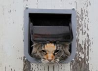 Врата за котки4