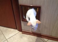Cat door9