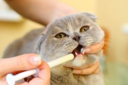 kožne bolezni pri zdravljenih mačkah