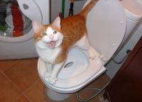 mačka WC13
