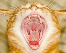 как да разберем езика на котките