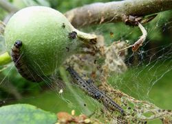 гусенице на јабучном дрвету како се борити