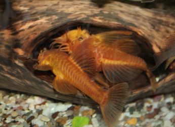 Red Ancistrus