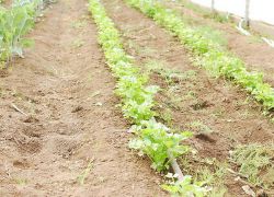 kako rastu celer celer