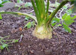 Pěstování a péče o celer