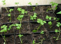 raste sadnice korijena celera