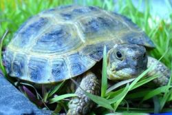 péče o korytnačku ve střední Asii