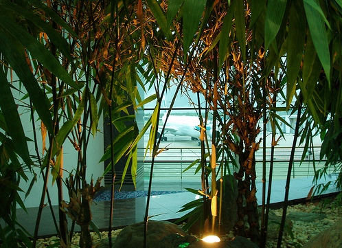 бамбуковый сад