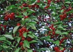 cherry odrůda lyubskaya