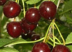 Cherry variety Vladimirskaya