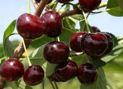 Popis odrůdy Cherry Zhukovskaya