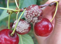 Moniliasis cherry treatment