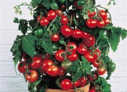 pielęgnacja pomidorów cherry
