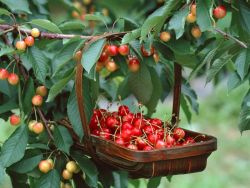 nejlepší odrůdy sladké třešně