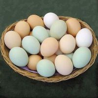 използване на пилешки яйца
