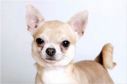 Opis Chihuahua pasmine1