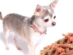 Chihuahua hrana1