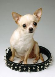 Chihuahua ovratnik