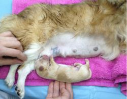 kako pomagati psu med porodom