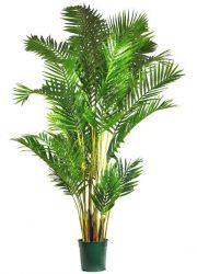 хрисалидокарпус палма