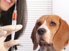 cepivo proti motnja pri psih