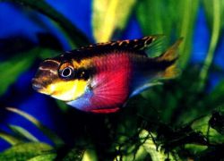 akvarija riba ciklid papagaj 1