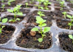 jak pěstovat cynia ze semen