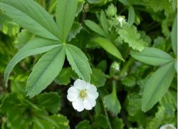 roślina lecznicza silverweed biały